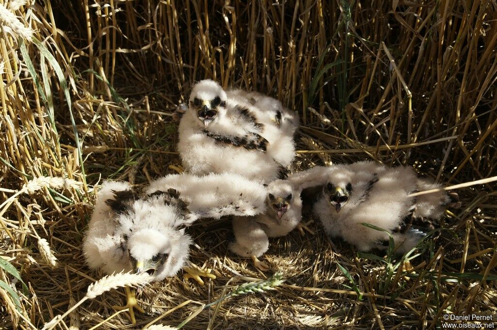 Montagu's Harrierjuvenile, Reproduction-nesting