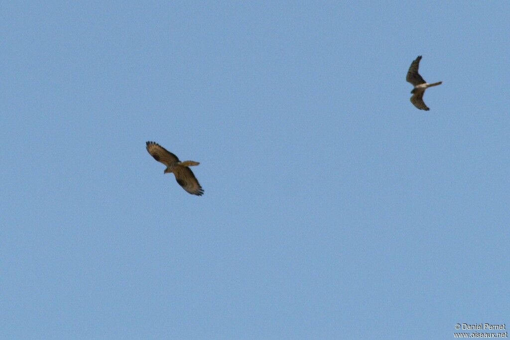 Montagu's Harrier female, identification, Behaviour