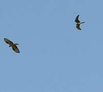 Montagu's Harrier