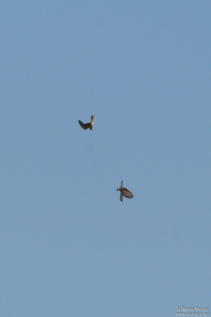 Montagu's Harrier female, identification, Behaviour