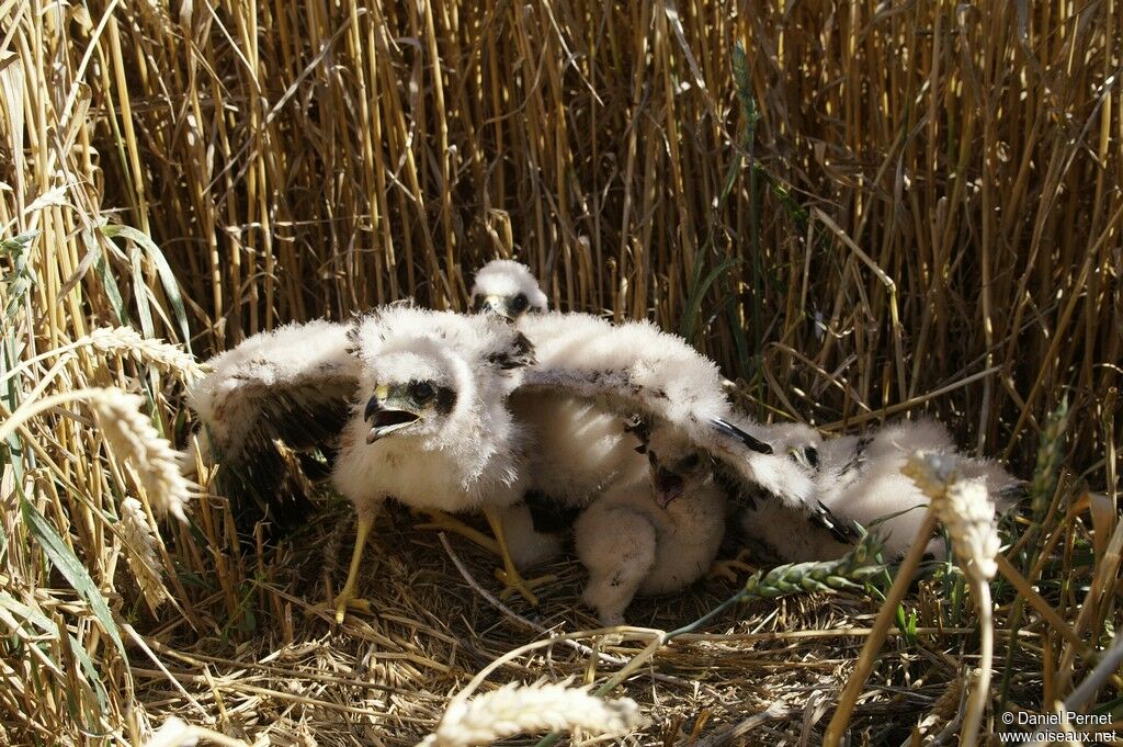 Montagu's Harrierjuvenile, Reproduction-nesting