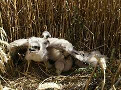 Montagu's Harrier