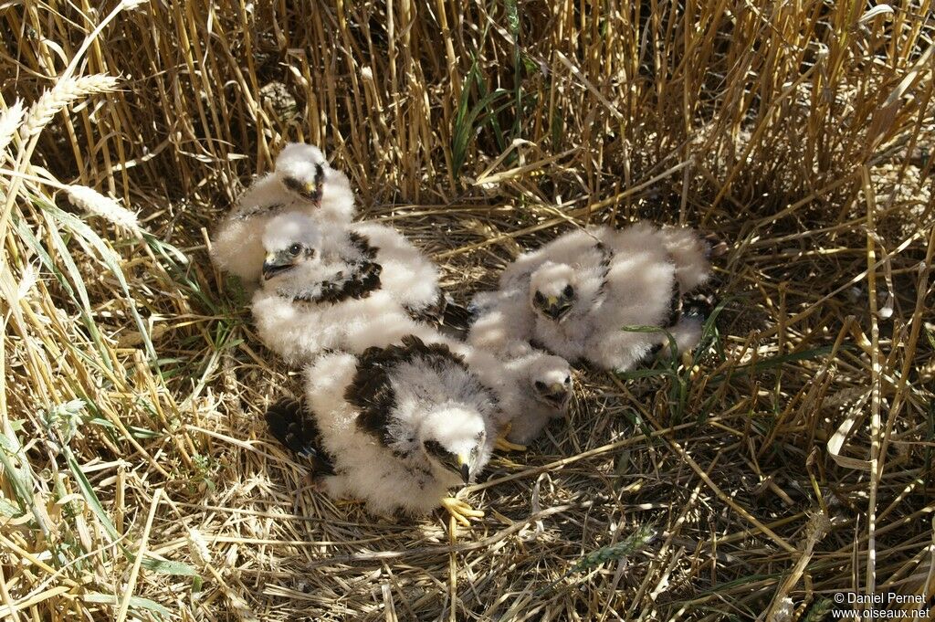 Montagu's Harrierjuvenile, Reproduction-nesting