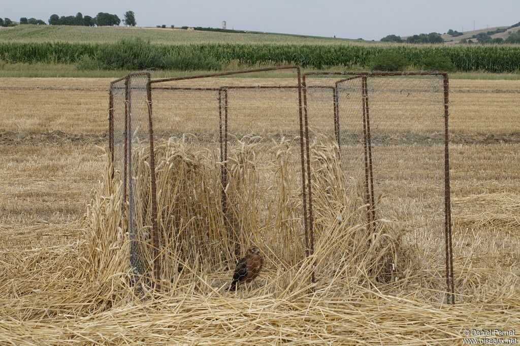 Montagu's Harrier, Reproduction-nesting