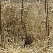 Montagu's Harrier