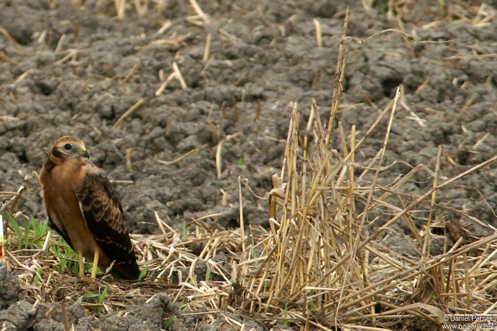 Montagu's HarrierFirst year, identification, Reproduction-nesting, Behaviour