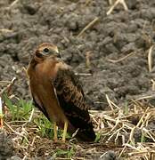 Montagu's Harrier