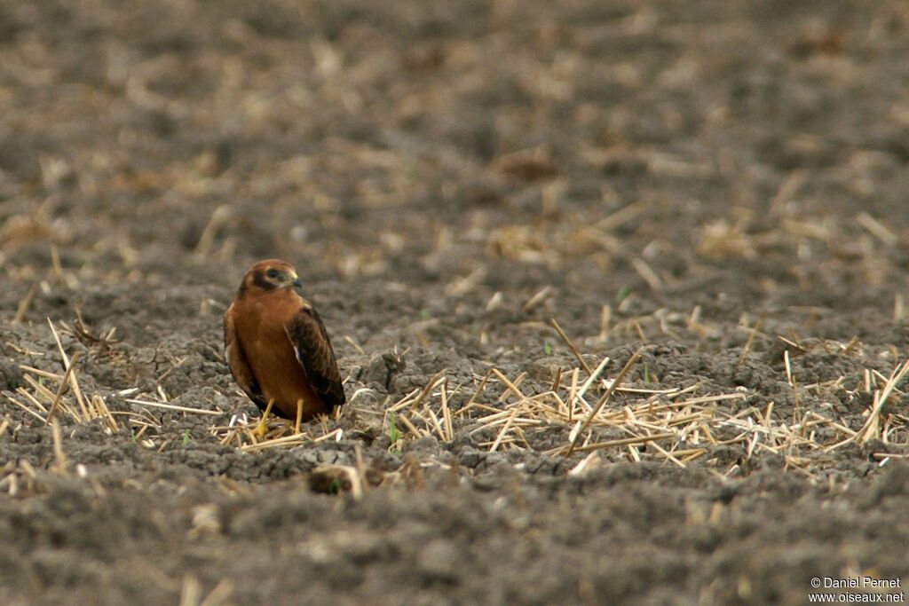 Busard cendré1ère année, identification, Comportement