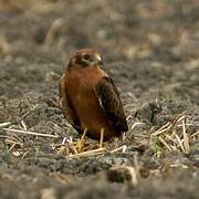 Montagu's Harrier