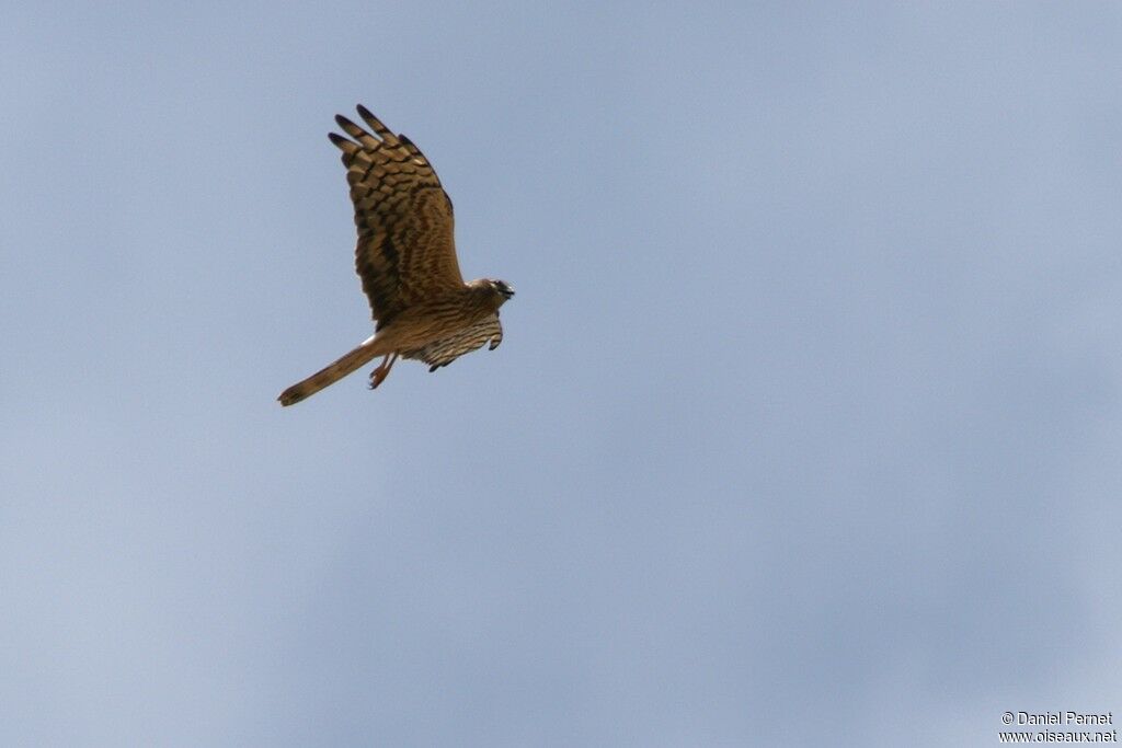 Montagu's Harrier female, Flight