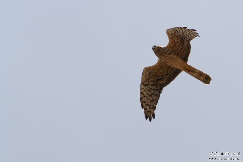 Montagu's Harrier female, Flight