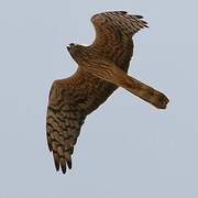 Montagu's Harrier