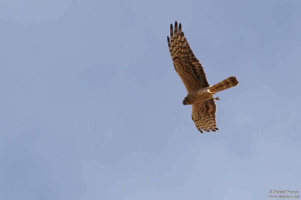 Montagu's Harrier female, identification, Flight, Behaviour