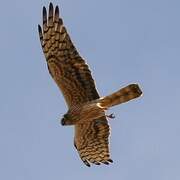 Montagu's Harrier