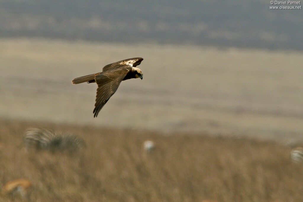 Western Marsh Harrier female adult, identification