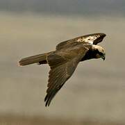 Western Marsh Harrier