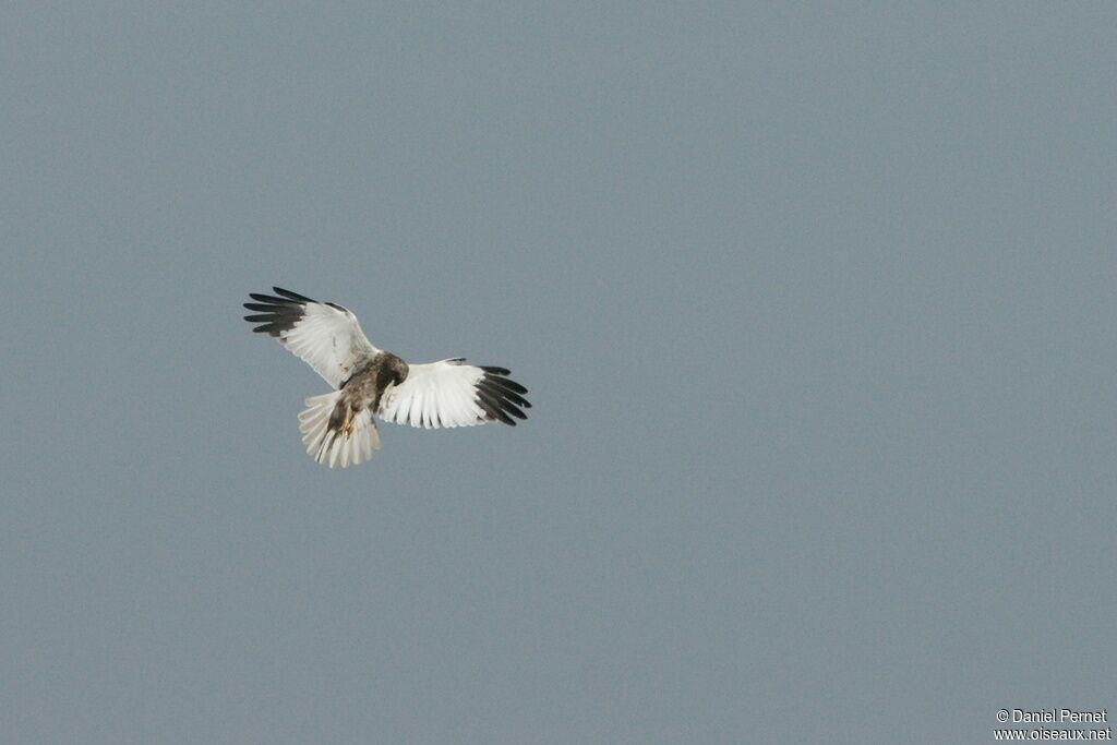 Western Marsh Harrieradult