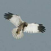 Western Marsh Harrier