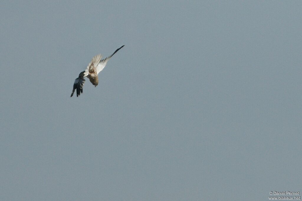 Western Marsh Harrieradult, Flight, Behaviour