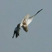 Western Marsh Harrier