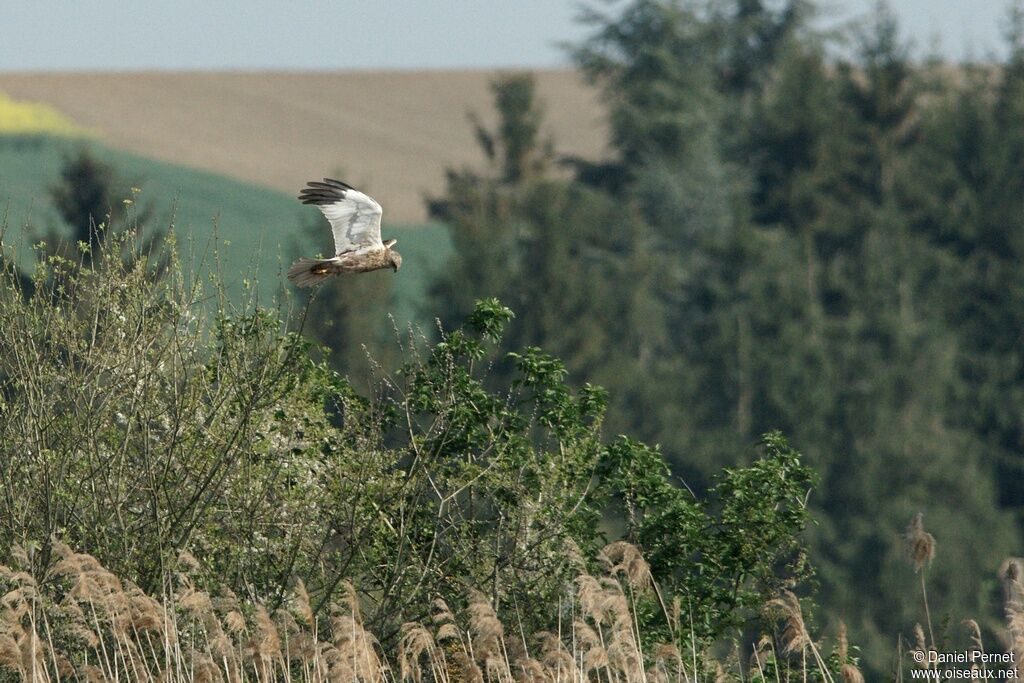 Western Marsh Harrieradult, Flight