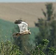 Busard des roseaux