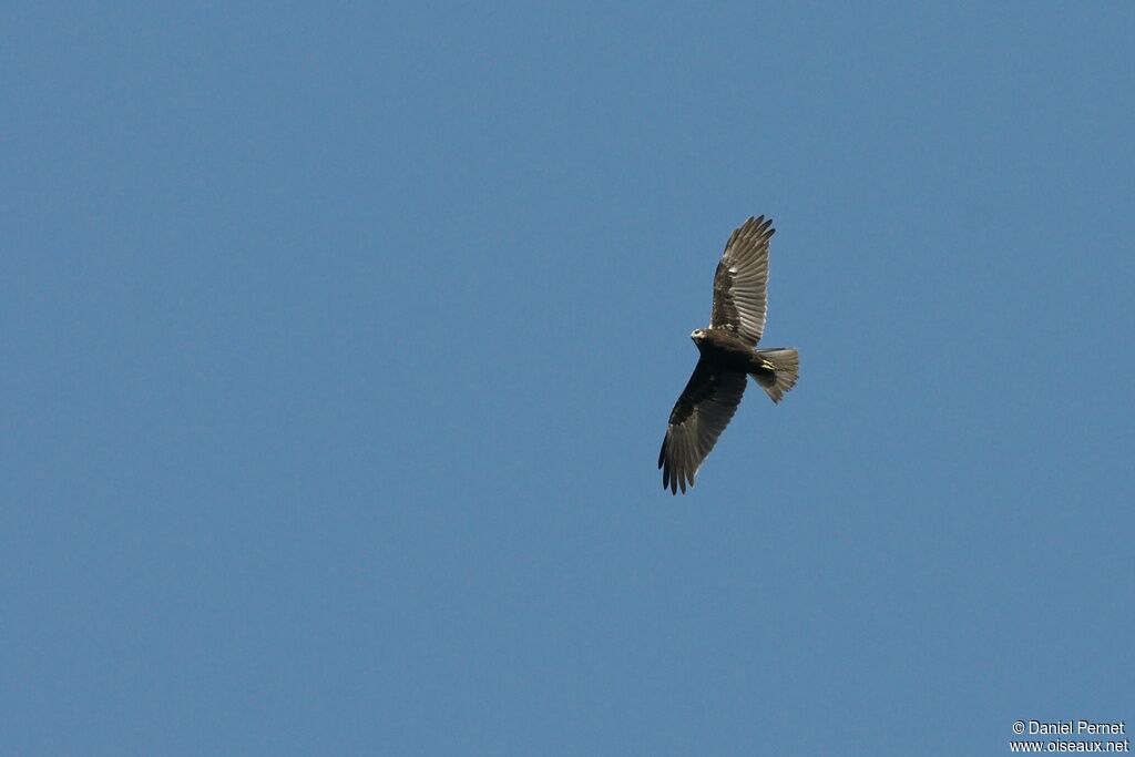 Western Marsh Harrier female adult, Flight