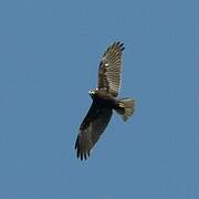 Western Marsh Harrier