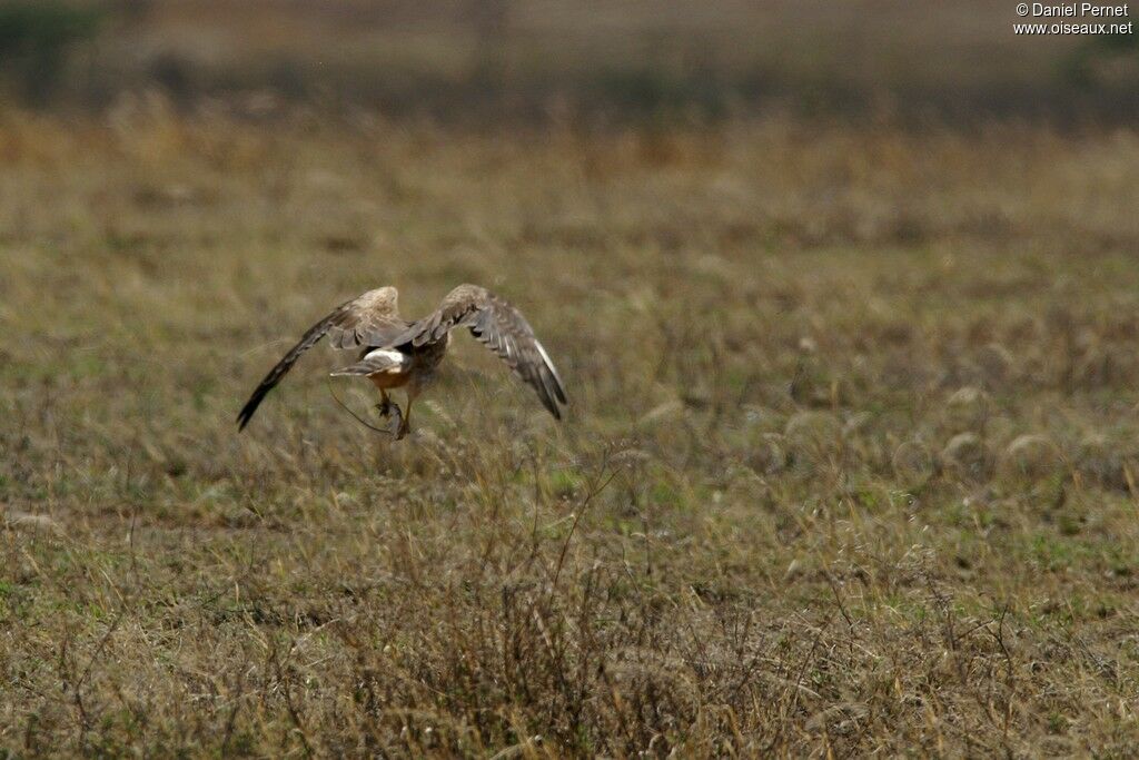 Pallid Harrier female adult, Flight, feeding habits