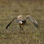 Pallid Harrier