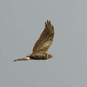 Pallid Harrier