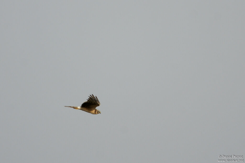 Pallid Harrier female adult, Flight