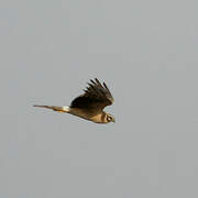 Pallid Harrier