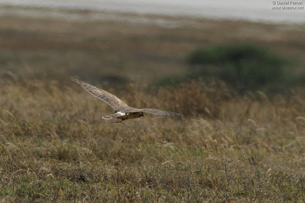 Hen Harrier female adult, identification, Flight, feeding habits