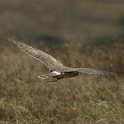 Hen Harrier