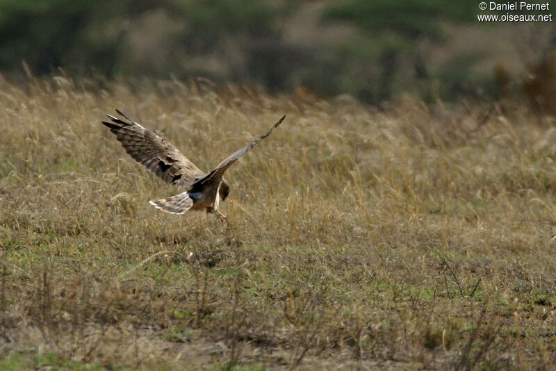Hen Harrier female adult, identification, Flight, feeding habits
