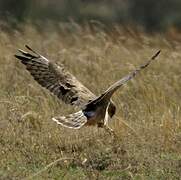 Hen Harrier