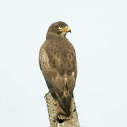 White-eyed Buzzard