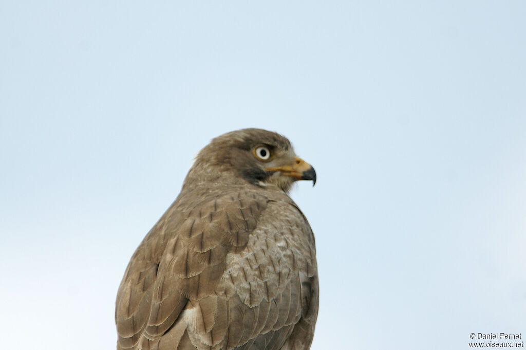 Busautour aux yeux blancsadulte, portrait