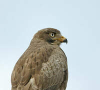 White-eyed Buzzard