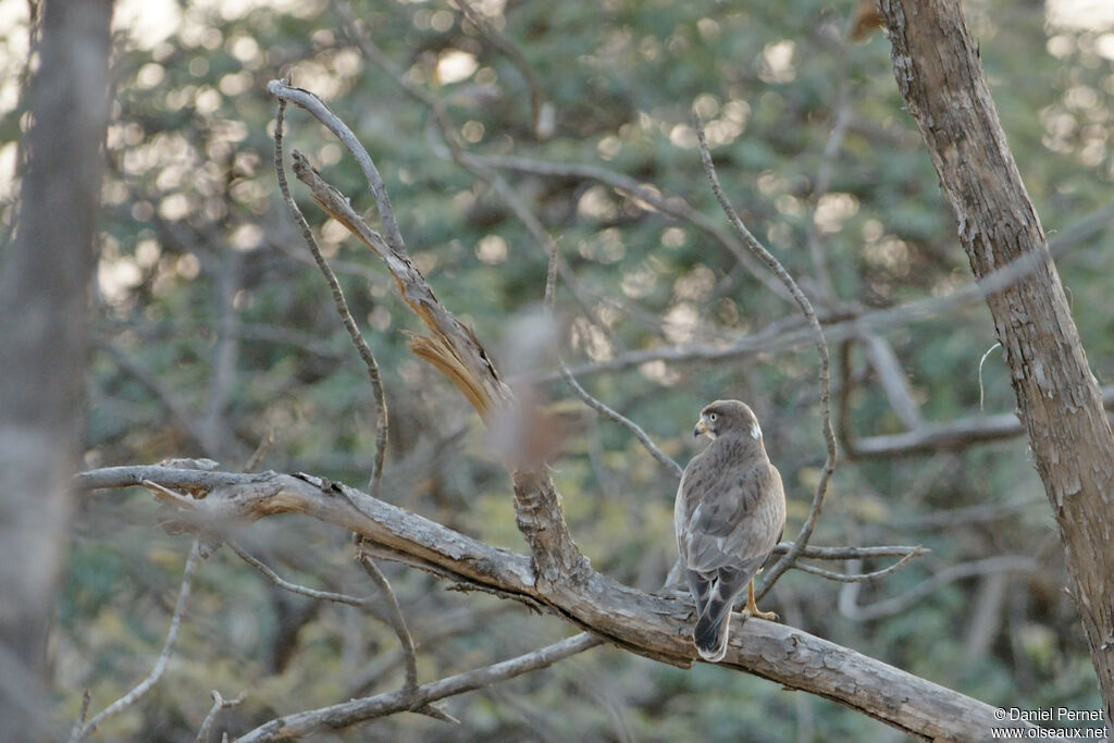 White-eyed Buzzardadult