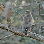 White-eyed Buzzard