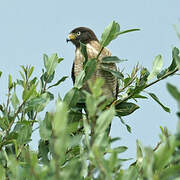 Roadside Hawk