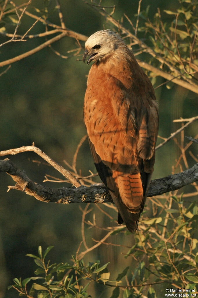 Black-collared Hawkadult, identification