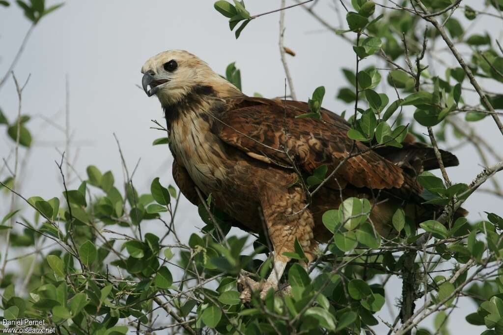 Black-collared Hawkjuvenile, identification, Behaviour