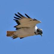 Augur Buzzard