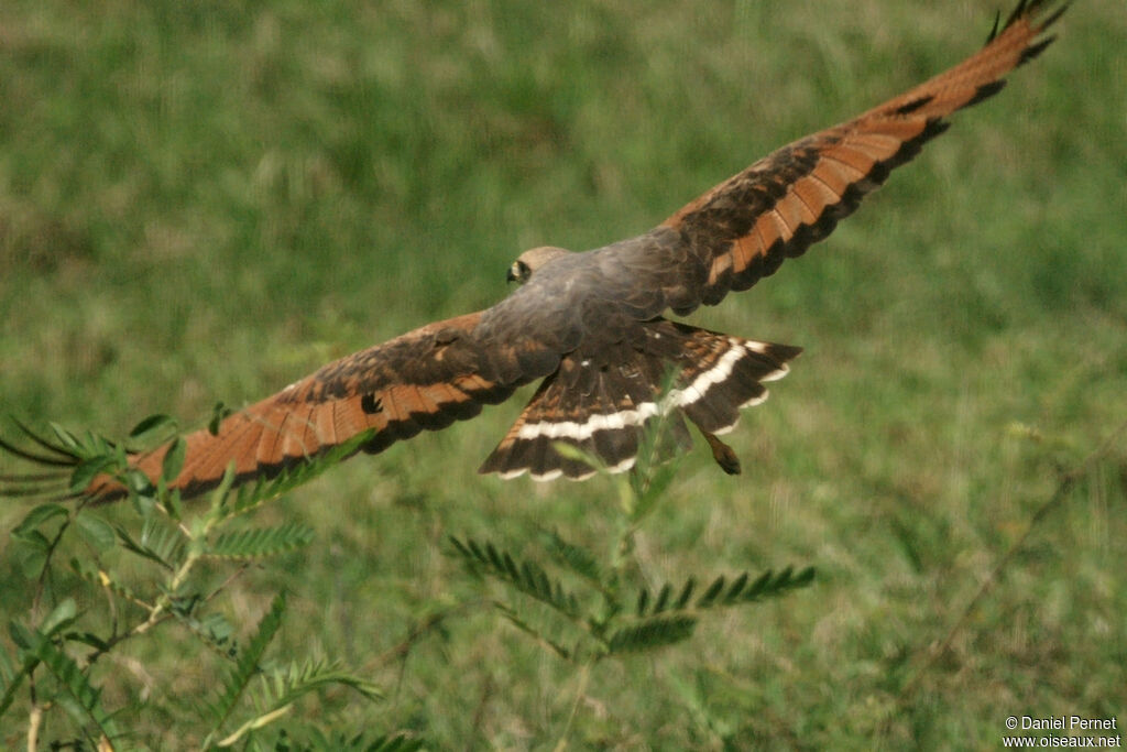 Savanna Hawkadult, Flight