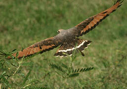 Savanna Hawk