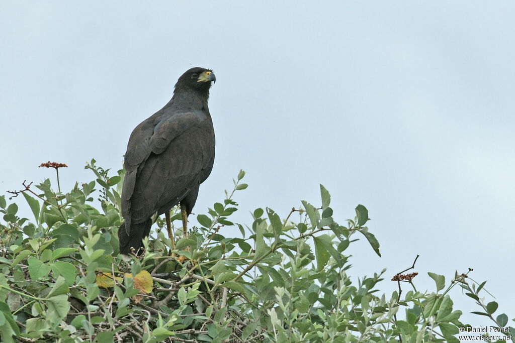 Buse urubuadulte, identification