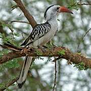 Northern Red-billed Hornbill